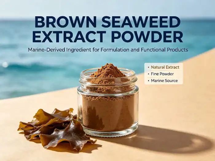 Brown Seaweed Extract Powder: A Natural Source of Fucoidan